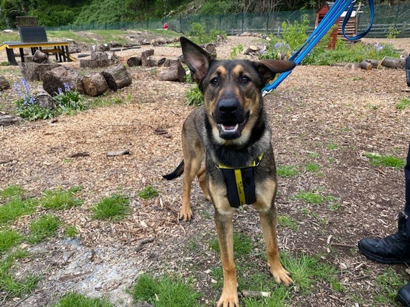German Shepherd for adoption in Liverpool, Merseyside – 1 year old - Image 3 of 3
