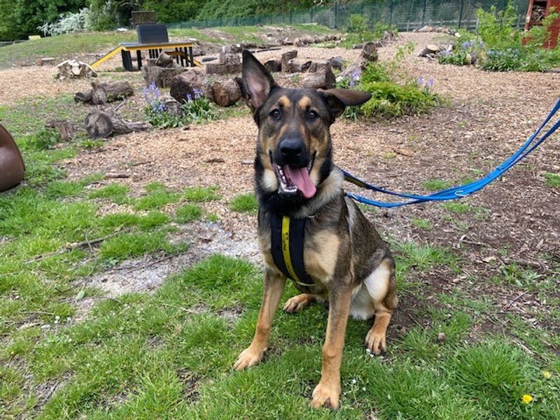 Acorn | German Shepherd Dog Cross | Merseyside (Liverpool) - 1