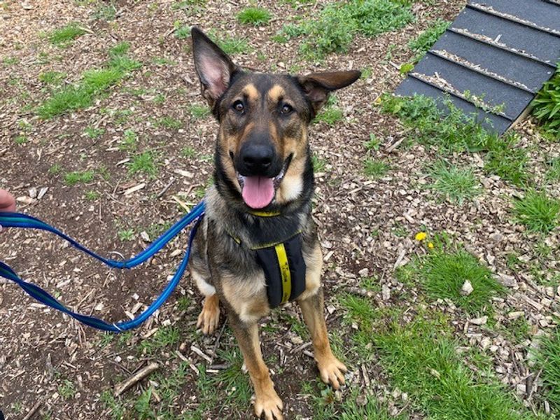 German Shepherd for adoption in Liverpool, Merseyside – 1 year old - Image 2 of 3