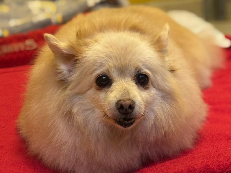 Pomeranian for adoption in Kenilworth, Warwickshire – 9 years old - Image 2 of 2