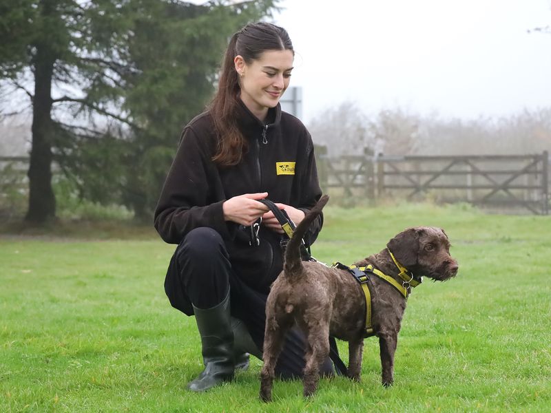 Poodle for adoption in Leeds, Yorkshire – 2 years old - Image 1 of 3