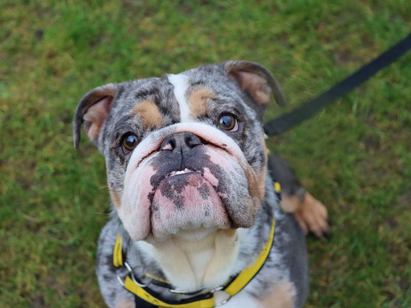 English Bulldog Dogs And Puppies For Adoption