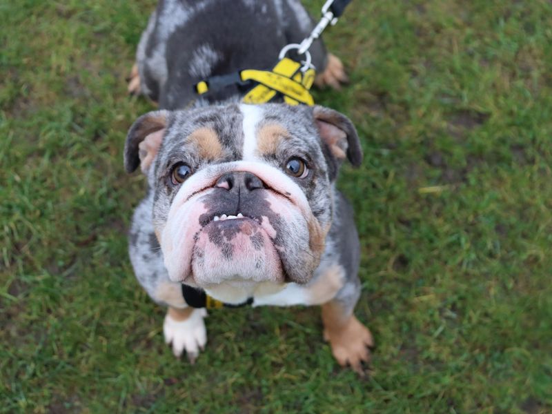 English Bulldog for adoption in Glasgow – 2 years old - Image 3 of 3