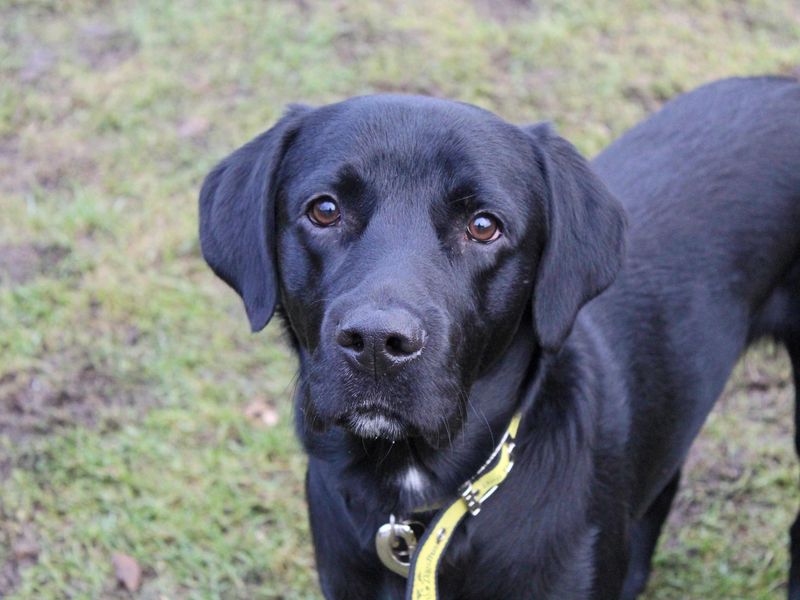 Cocker Spaniel for adoption in Glasgow, Scotland – 2 years old - Image 2 of 2
