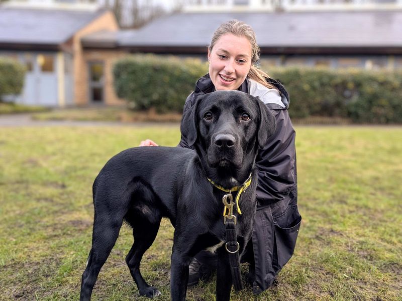 Cocker Spaniel for adoption in Glasgow, Scotland – 1 year old