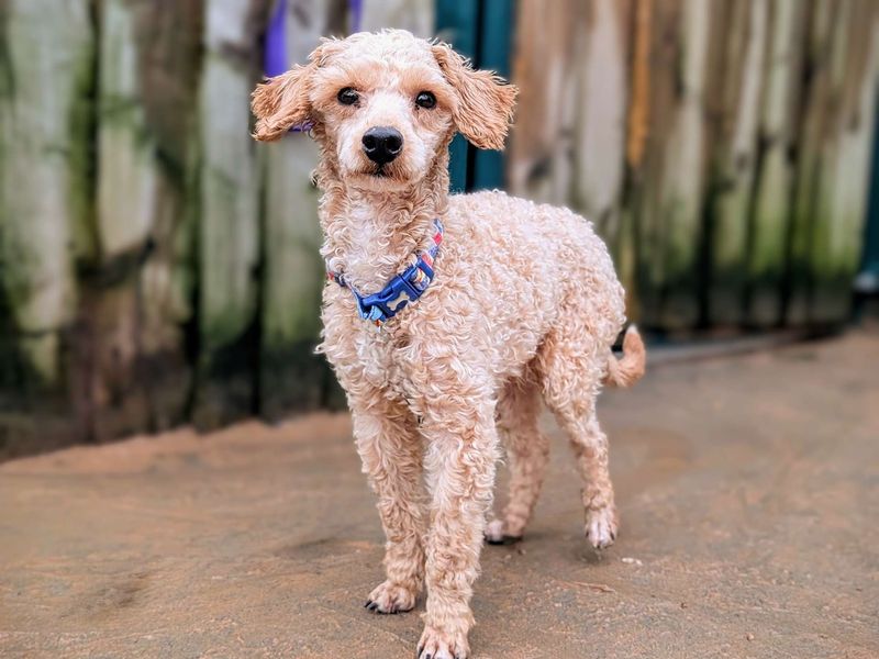 Poodle for adoption in Cardiff, Glamorgan – 2 years old - Image 3 of 5