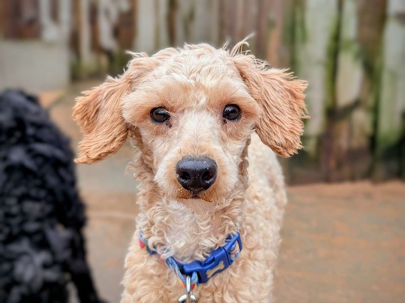 Poodle for adoption in Cardiff, Glamorgan – 2 years old - Image 4 of 5