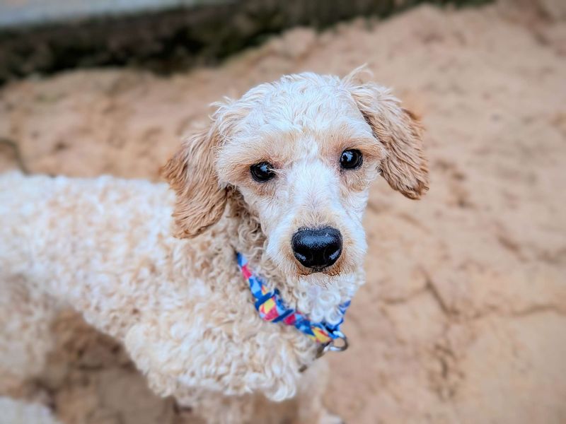 Poodle for adoption in Cardiff, Glamorgan – 2 years old - Image 5 of 5