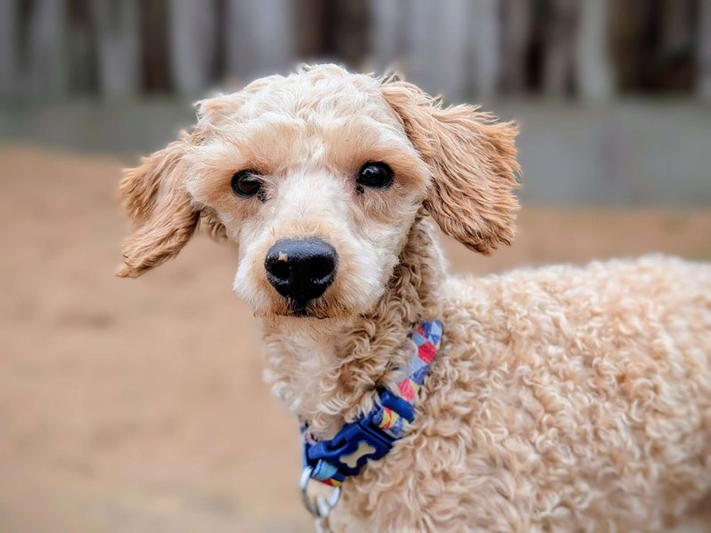 Poodle for adoption in Cardiff, Glamorgan – 2 years old - Image 1 of 5