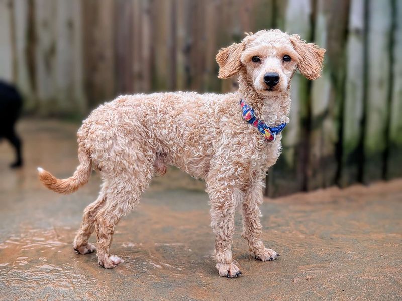 Poodle for adoption in Cardiff, Glamorgan – 2 years old - Image 2 of 5