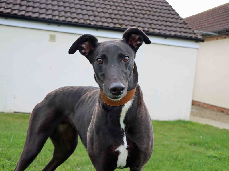 Greyhound for adoption in Sadberge, Co Durham – 8 years old - Image 2 of 2