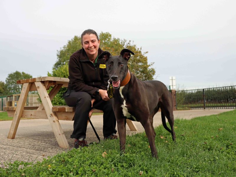 Greyhound for adoption in Sadberge, Co Durham – 8 years old - Image 1 of 2