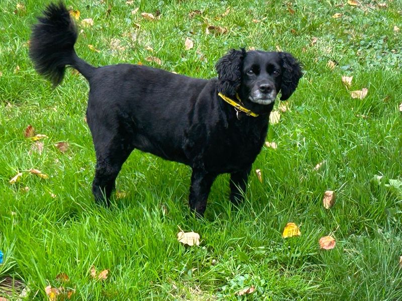 Poodle for adoption in Newton Tony, Wiltshire – 11 years old - Image 2 of 2