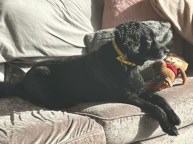 Poodle for adoption in Newton Tony, Wiltshire – 11 years old - Image 1 of 2