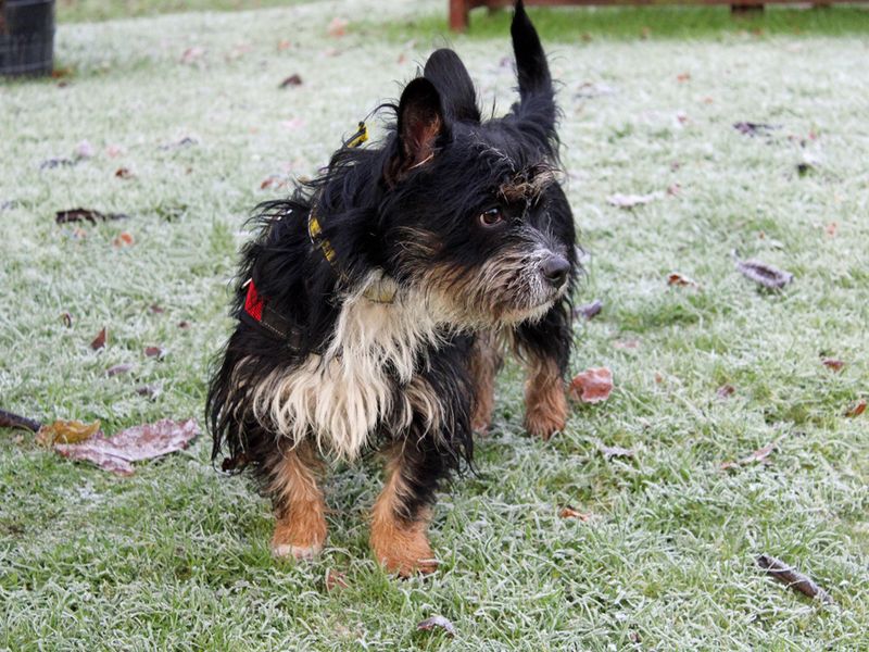 Yorkshire Terrier for adoption in Liverpool, Merseyside – 2 years old - Image 2 of 3