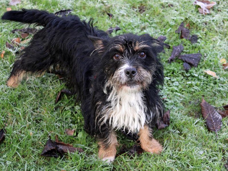 Yorkshire Terrier for adoption in Liverpool, Merseyside – 2 years old - Image 3 of 3