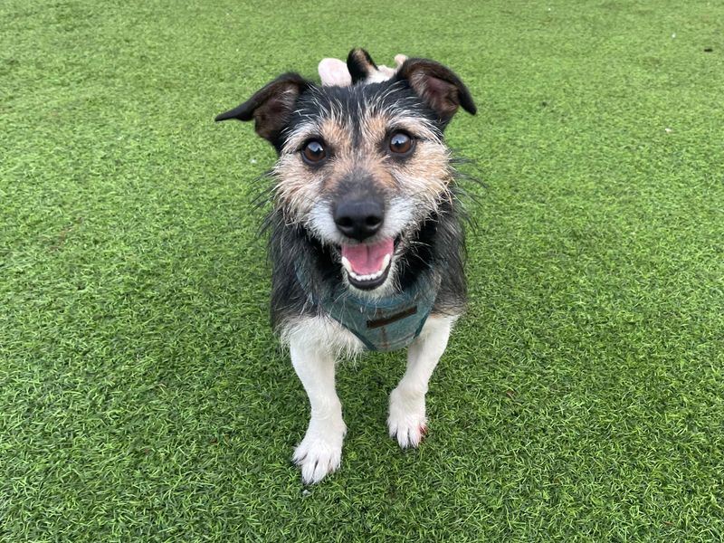 Jack Russell Terrier for adoption in West Calder, West Lothian – 6 years old - Image 2 of 2
