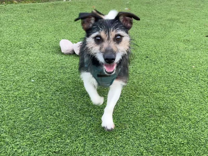 Jack Russell Terrier for adoption in West Calder, West Lothian – 6 years old - Image 1 of 2