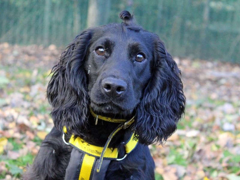 Cocker Spaniel for adoption in Liverpool, Merseyside – 1 year old - Image 1 of 3