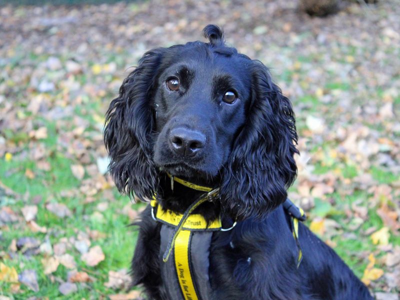 Cocker Spaniel for adoption in Liverpool, Merseyside – 1 year old - Image 2 of 3