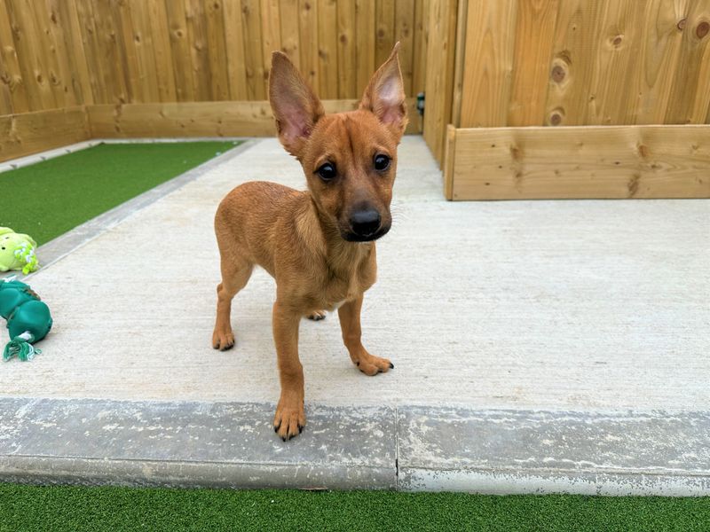 Jack Russell Terrier for adoption in Ballymena, Co Antrim – 1 year old - Image 1 of 2