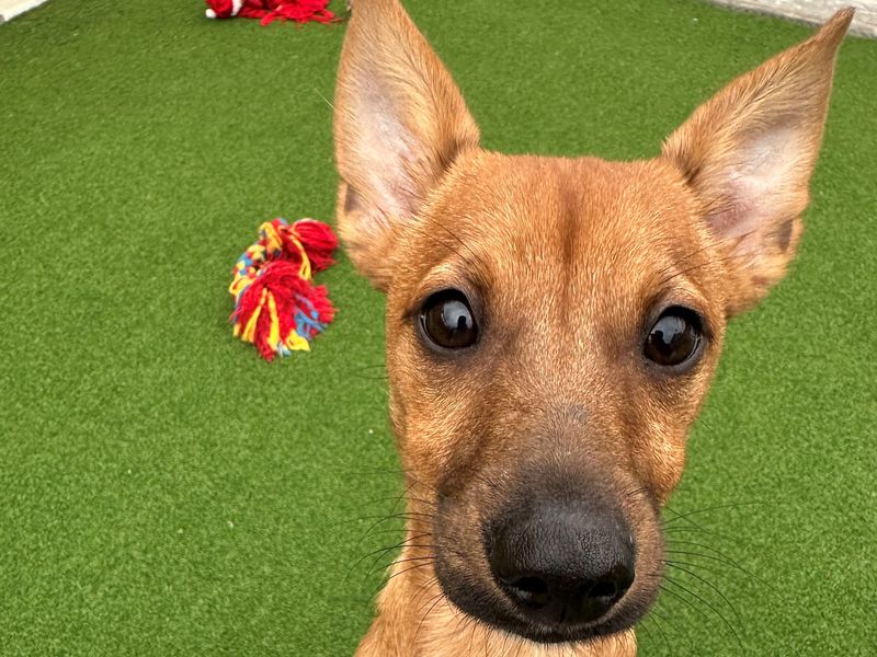 Jack Russell Terrier for adoption in Ballymena, Co Antrim – 1 year old - Image 2 of 2