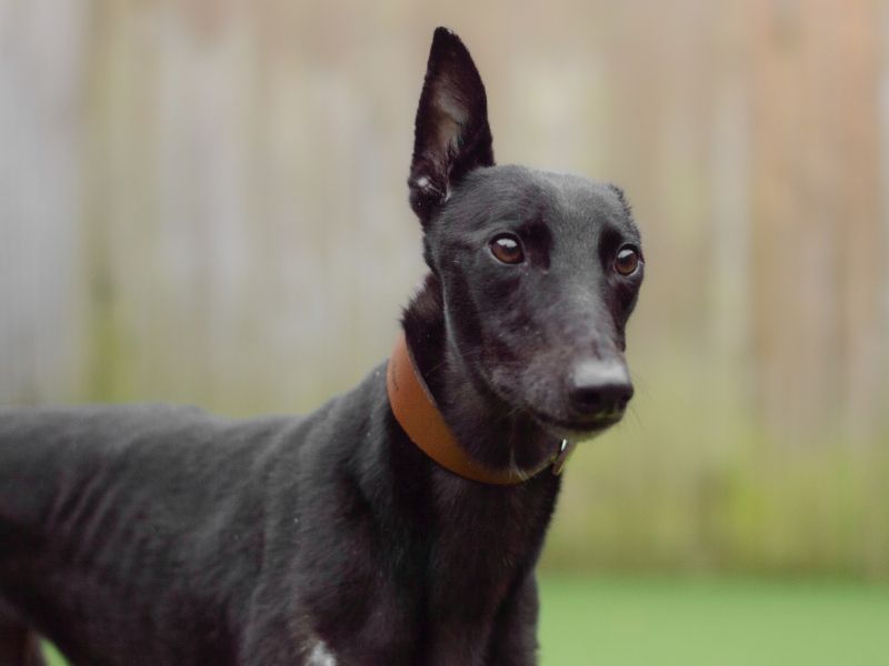 Greyhound for adoption in Kenilworth, Warks – 3 years old - Image 1 of 3
