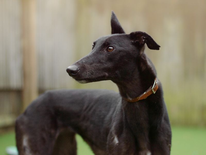 Greyhound for adoption in Kenilworth, Warks – 3 years old - Image 3 of 3