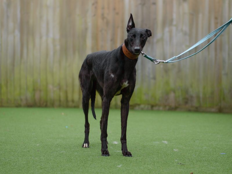 Greyhound for adoption in Kenilworth, Warks – 3 years old - Image 2 of 3