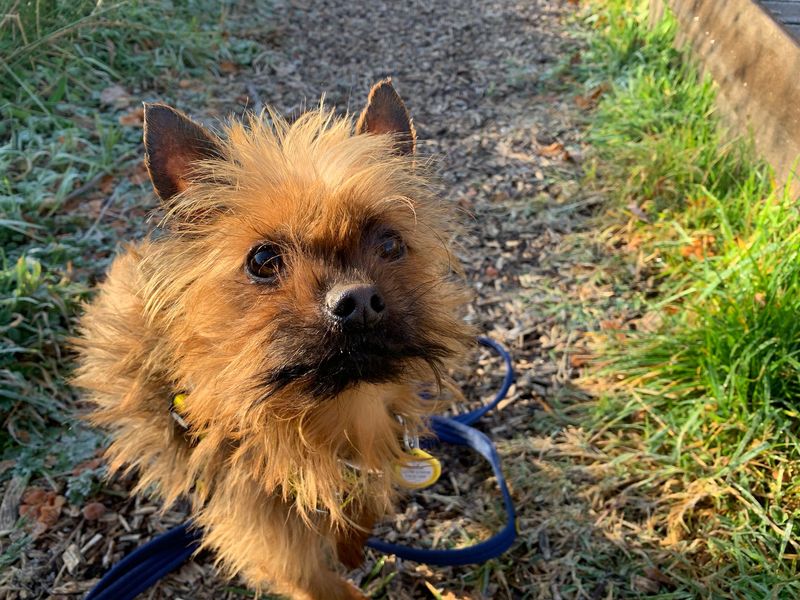 Yorkshire Terrier for adoption in West Calder, West Lothian – 5 years old - Image 1 of 2