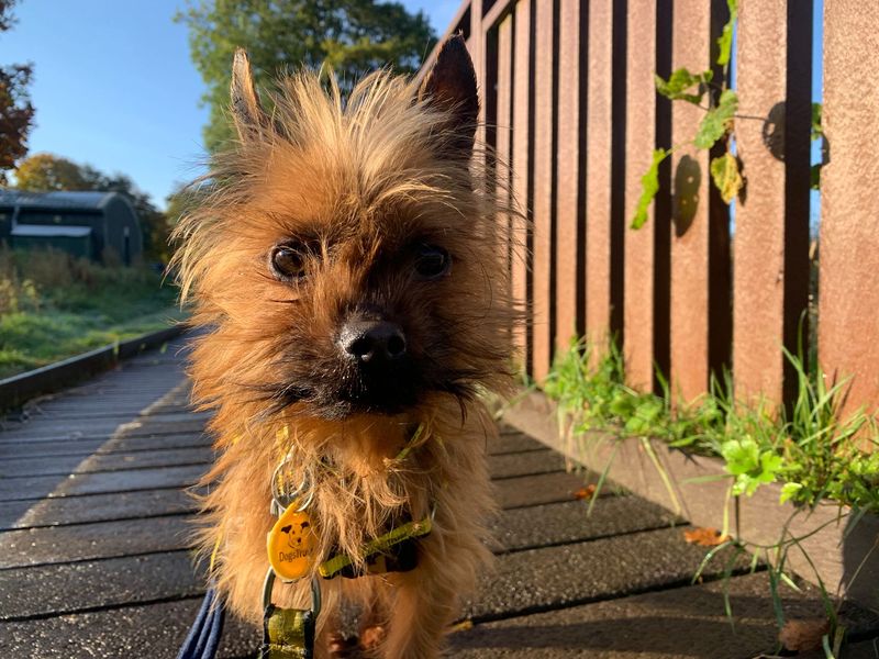 Yorkshire Terrier for adoption in West Calder, West Lothian – 5 years old - Image 2 of 2