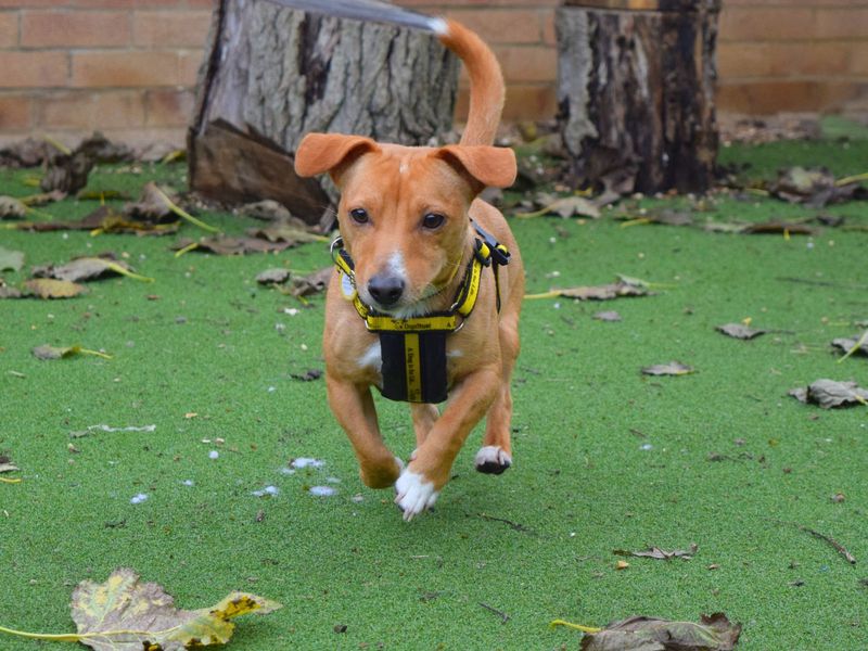 Jack Russell Terrier for adoption in Uxbridge, London – 3 years old - Image 2 of 3