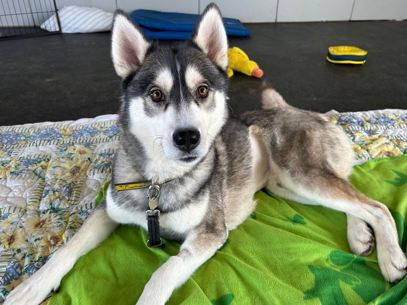 Breeze | Siberian Husky | Snetterton (Norfolk) - 1