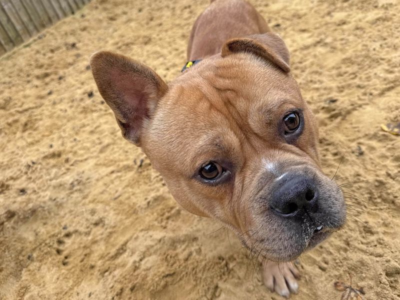 Staffordshire Bull Terrier for adoption in Wickford, Essex – 3 years old - Image 1 of 6