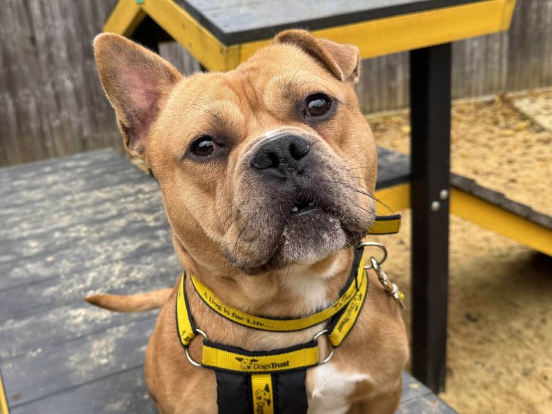 Staffordshire Bull Terrier for adoption in Wickford, Essex – 3 years old - Image 6 of 6