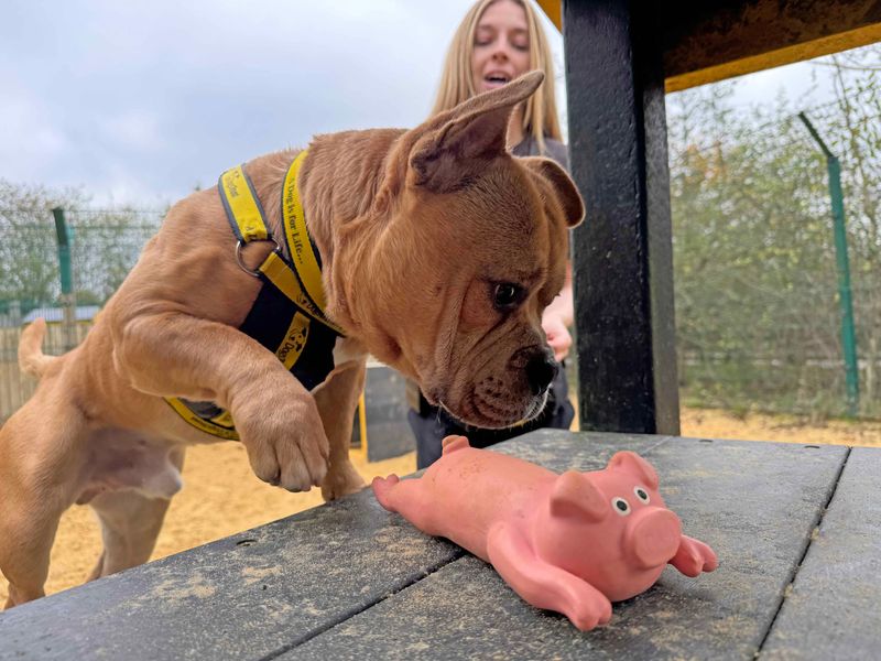 Staffordshire Bull Terrier for adoption in Wickford, Essex – 3 years old - Image 2 of 6