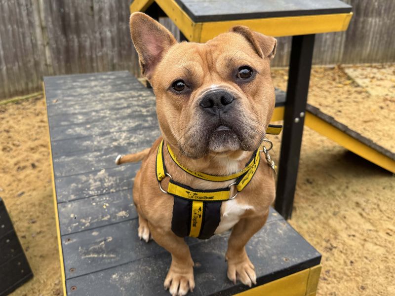 Staffordshire Bull Terrier for adoption in Wickford, Essex – 3 years old - Image 4 of 6