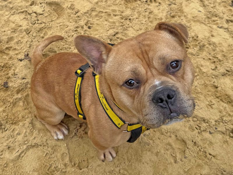 Staffordshire Bull Terrier for adoption in Wickford, Essex – 3 years old - Image 3 of 6