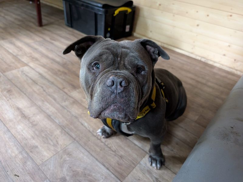 Winter | American Bully Pocket | West Calder (Edinburgh) - 1