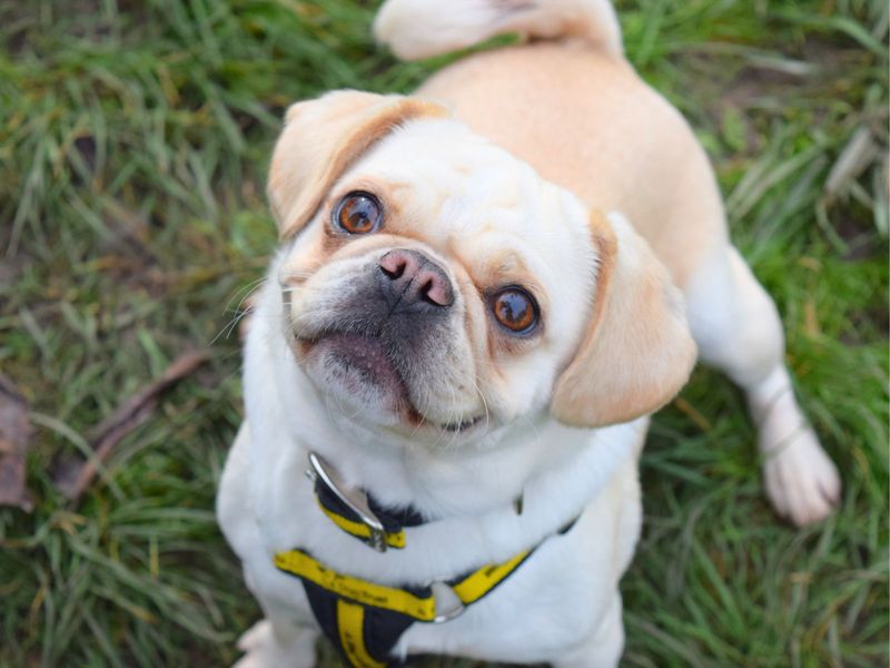 Pug for adoption in Uxbridge, London – 4 years old - Image 2 of 2