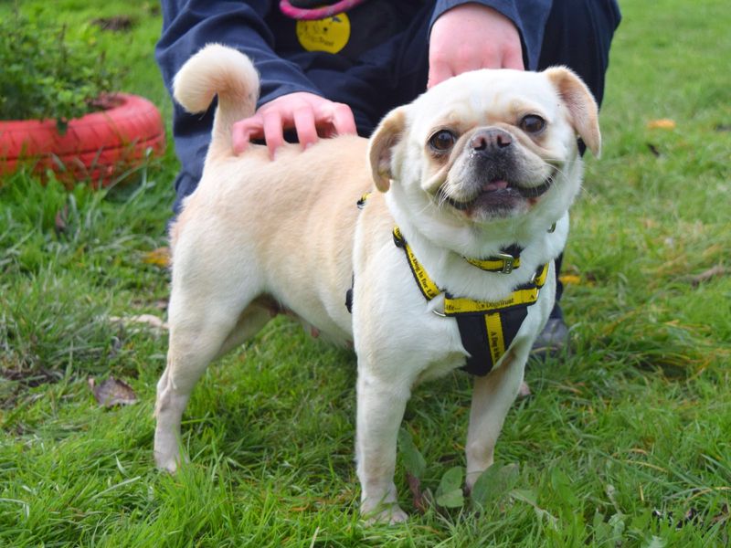 Pug for adoption in Uxbridge, London – 4 years old - Image 1 of 2