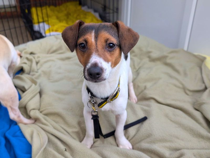 Jack Russell Terrier for adoption in Uxbridge, London – 2 years old - Image 1 of 1