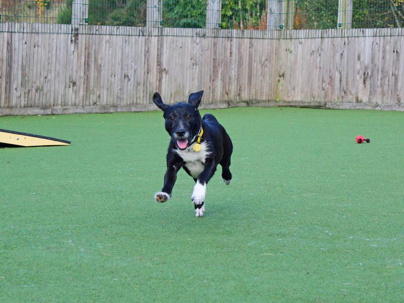 Beagle for adoption in Glasgow, Scotland – 5 years old - Image 3 of 3