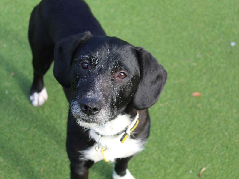 Beagle for adoption in Glasgow, Scotland – 5 years old - Image 1 of 3