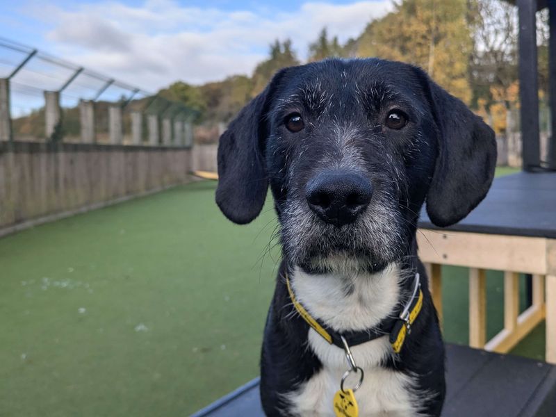 Beagle for adoption in Glasgow, Scotland – 5 years old - Image 2 of 3