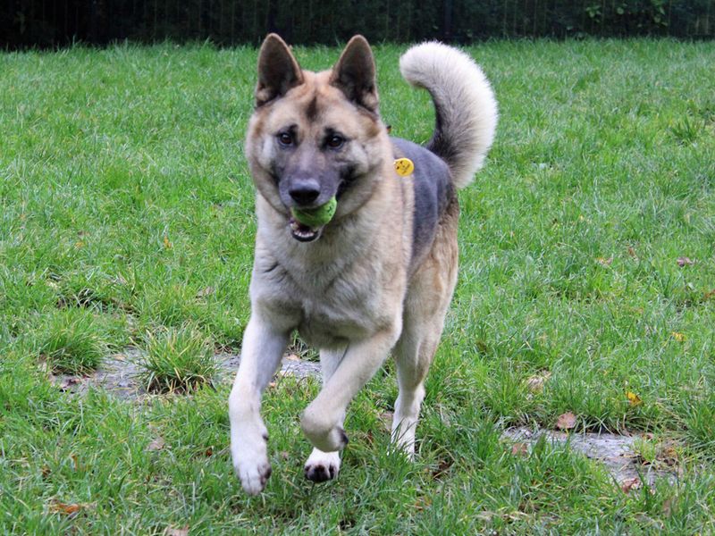 German Shepherd for adoption in Liverpool, Merseyside – 4 years old - Image 2 of 4