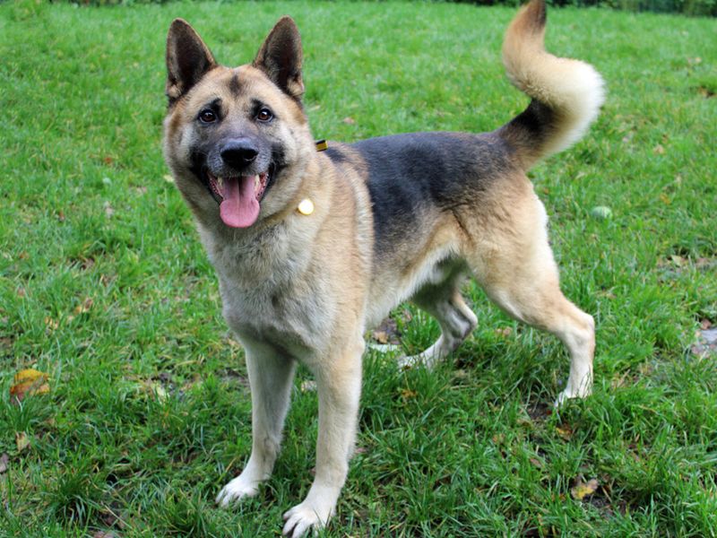 German Shepherd for adoption in Liverpool, Merseyside – 4 years old - Image 3 of 4