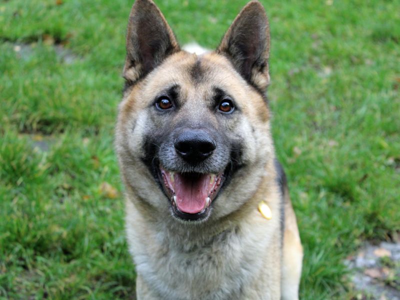 German Shepherd for adoption in Liverpool, Merseyside – 4 years old - Image 4 of 4