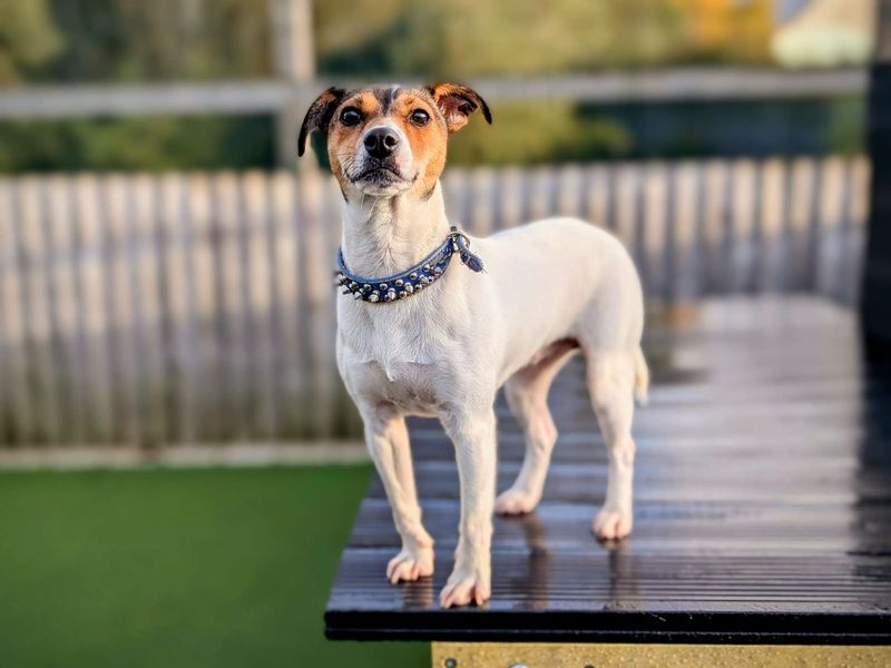 Jack Russell for adoption in Cardiff, Glamorgan – 1 year old - Image 6 of 6