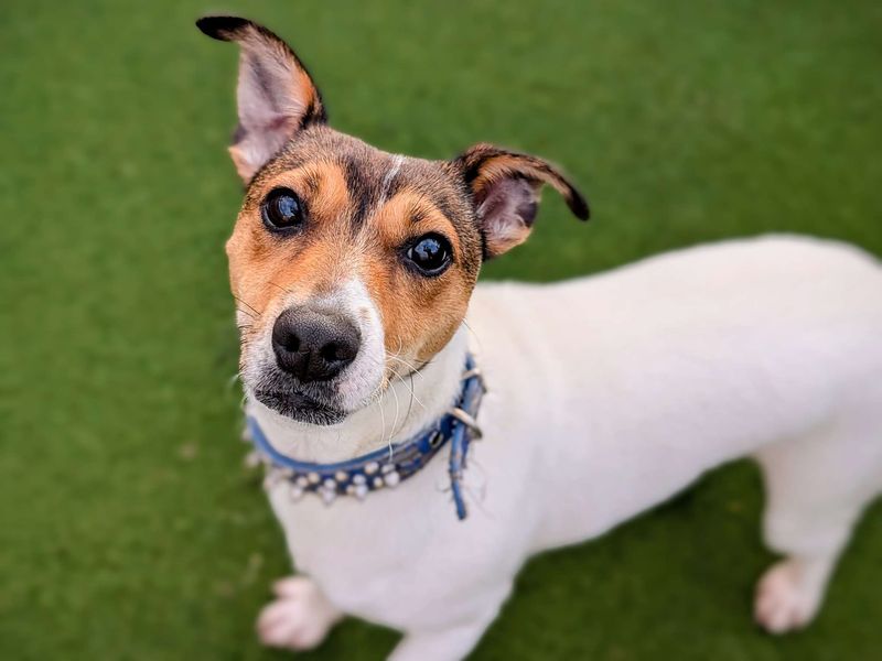 Jack Russell for adoption in Cardiff, Glamorgan – 1 year old - Image 1 of 6